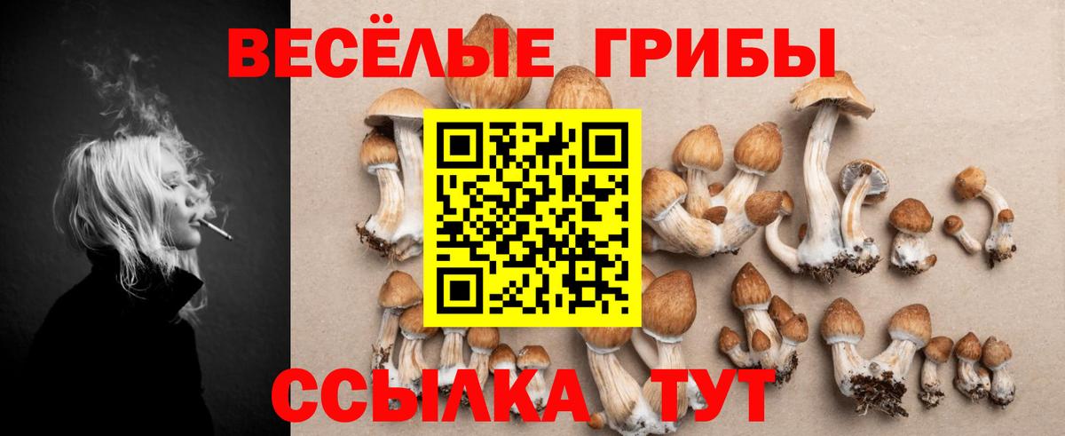 Галлюциногенные грибы Psilocybe  Вход с VPN  Заволжье 